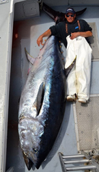 900 pound tuna 2015 Season